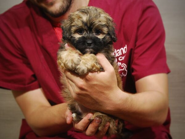 Miniature Poodle / Shih Tzu DOG Male Sable 17251 Petland Iowa City, Iowa