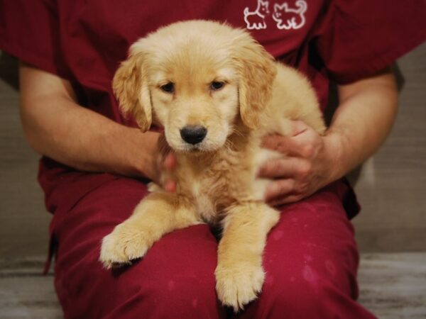 Golden Retriever DOG Female Golden 17252 Petland Iowa City, Iowa