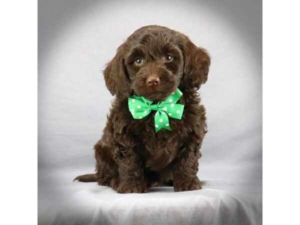 Mini Labradoodle-DOG-Male-Chocolate-17254-Petland Iowa City, Iowa