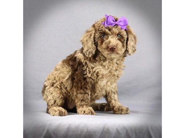 Mini Labradoodle-DOG-Female-Chocolate Merle-17255-Petland Iowa City, Iowa