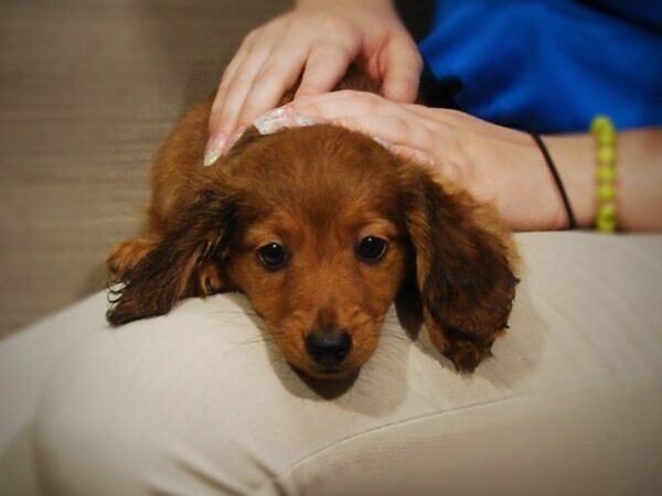 Dachshund DOG Female Red 17243 Petland Iowa City, Iowa