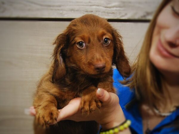 Dachshund DOG Male Red 17242 Petland Iowa City, Iowa