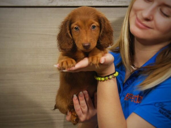 Dachshund DOG Male Red 17241 Petland Iowa City, Iowa