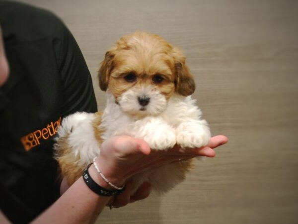 Teddy Bear-DOG-Female-White/Brown-17256-Petland Iowa City, Iowa