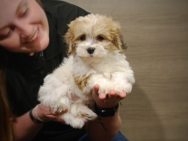 Teddy Bear DOG Female Brown/White 17257 Petland Iowa City, Iowa