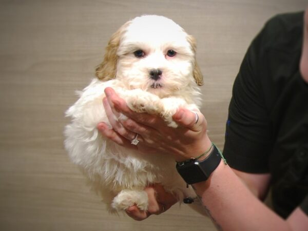 Teddy Bear DOG Male White/Brown 17258 Petland Iowa City, Iowa