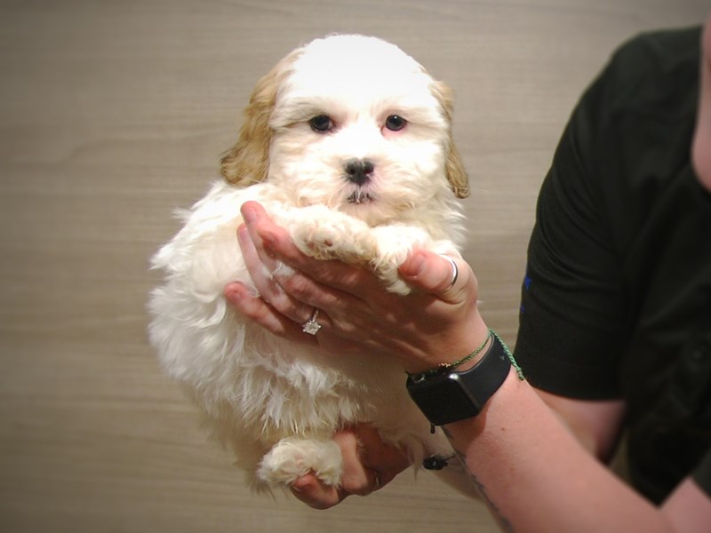 Teddy Bear Dog Male White/Brown 17258