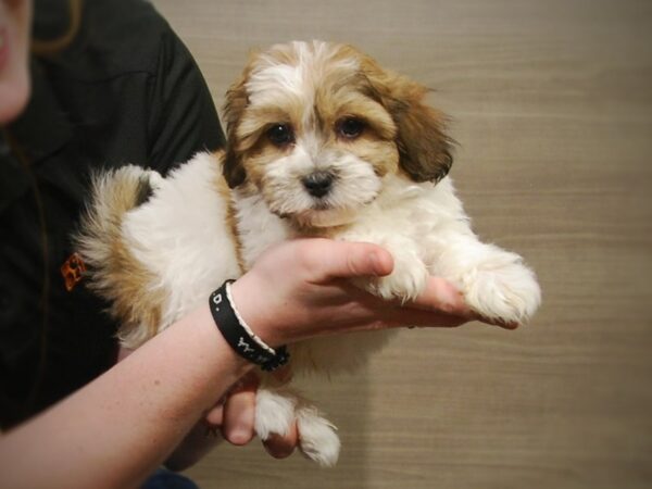 Teddy Bear DOG Male White/Brown 17259 Petland Iowa City, Iowa