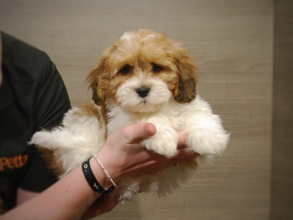 Teddy Bear DOG Male Brown/White 17260 Petland Iowa City, Iowa