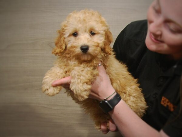 Poodle DOG Male Apricot 17261 Petland Iowa City, Iowa