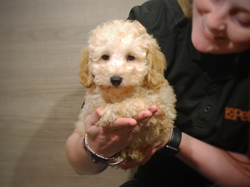 Poodle Dog Male Cream 17262