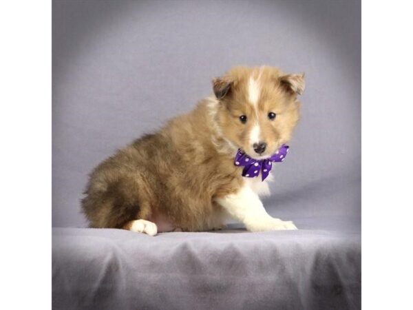 Shetland Sheepdog DOG Male Sable Merle 17270 Petland Iowa City, Iowa