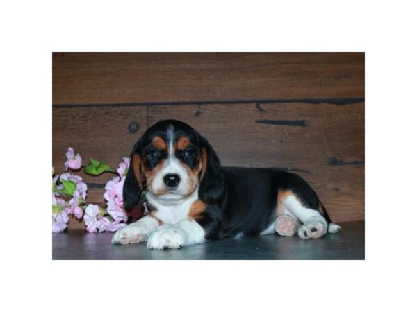 Cavalier King DOG Female Tri-Colored 17277 Petland Iowa City, Iowa