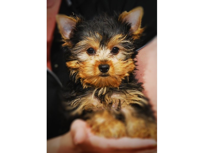 Yorkshire Terrier Dog Female Black & Gold 17263