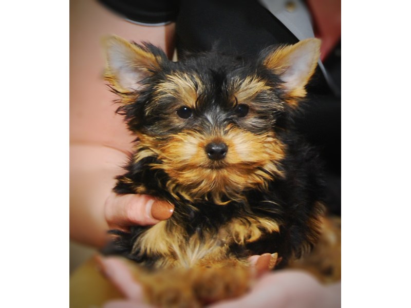 Yorkshire Terrier Dog Male Black & Gold 17264