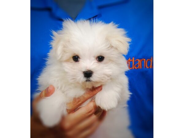 Maltese DOG Male White 17266 Petland Iowa City, Iowa