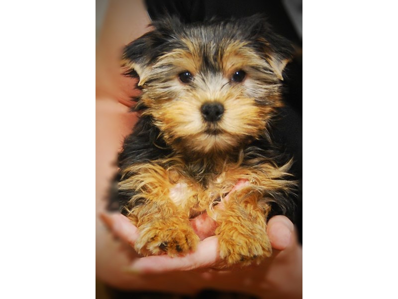 Yorkshire Terrier Dog Female Black & Gold 17267