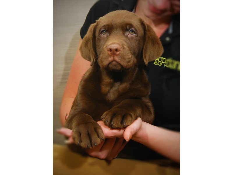 Labrador Retriever Dog Male Chocolate 17269