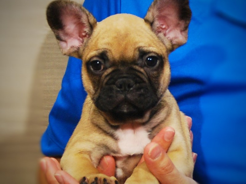 French Bulldog Dog Male Sable 17271