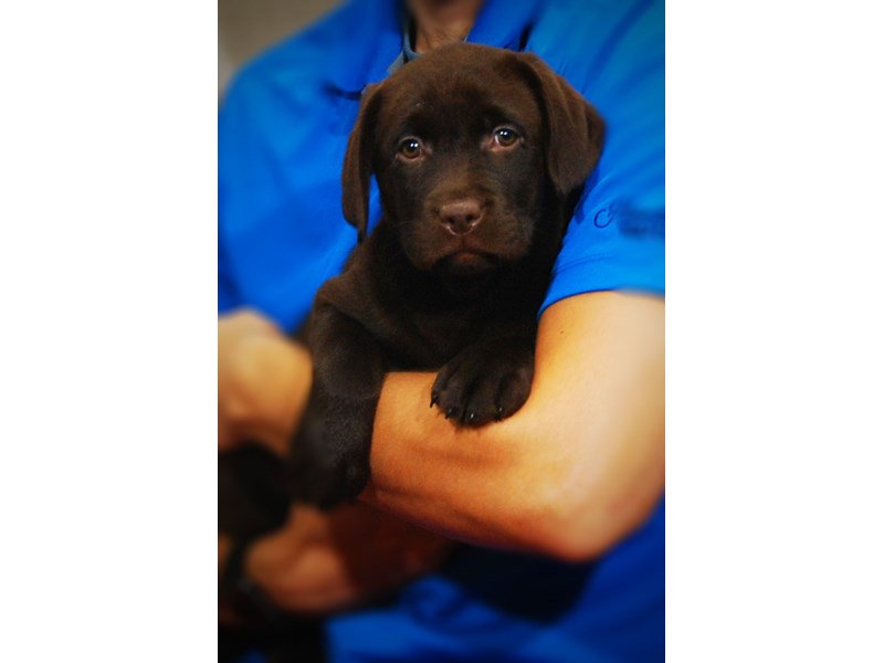 Labrador Retriever Dog Female Chocolate 17272