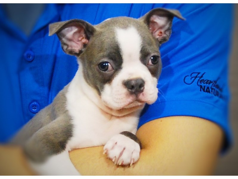 Boston Terrier Dog Male Blue / White 17273