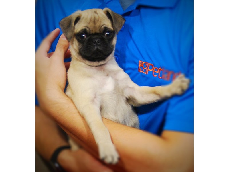 Pug Dog Male Fawn 17274