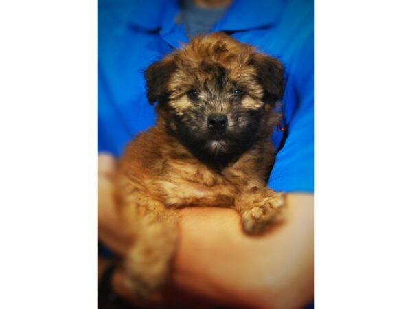 Soft Coated Wheaten Terrier-DOG-Female-Wheaten-17276-Petland Iowa City, Iowa