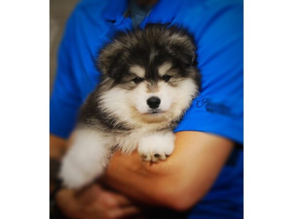 Pomsky 2nd Gen DOG Male Black / White 17278 Petland Iowa City, Iowa