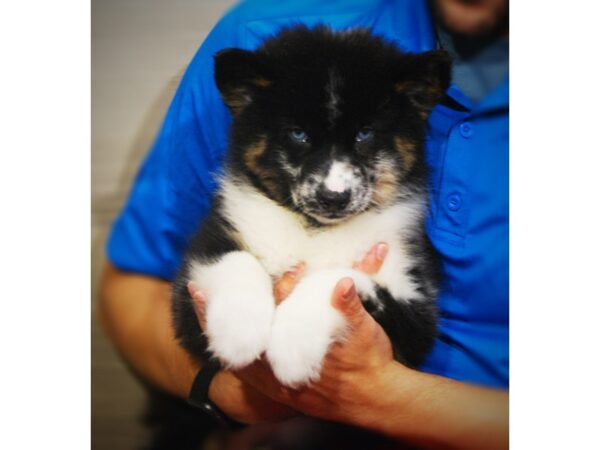 Pomsky 2nd Gen DOG Male Black / White 17279 Petland Iowa City, Iowa