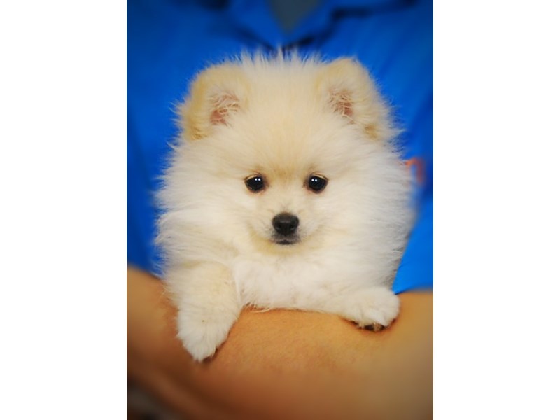 Pomeranian Dog Female Cream 17280