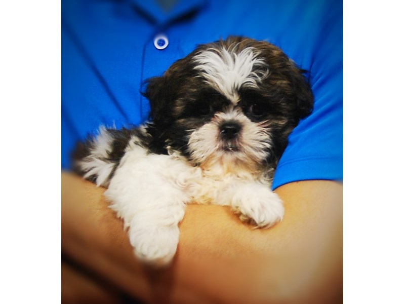 Shih Tzu Dog Male Br & Wh 17282