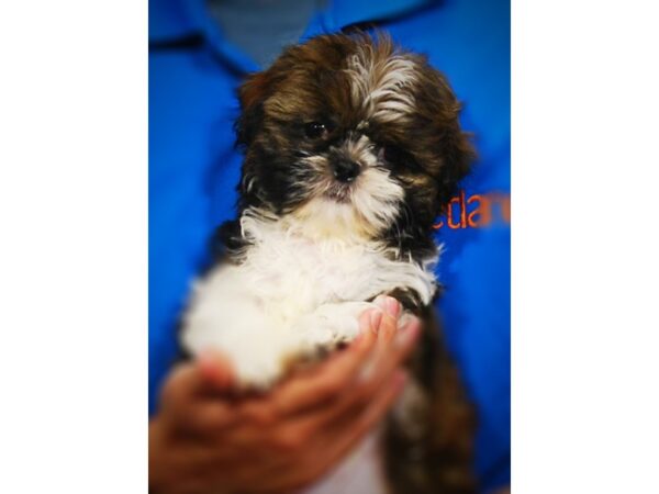 Shih Tzu DOG Male Br & Wh 17283 Petland Iowa City, Iowa