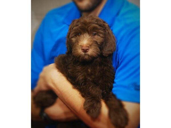 Mini Labradoodle-DOG-Male-Chocolate-17284-Petland Iowa City, Iowa