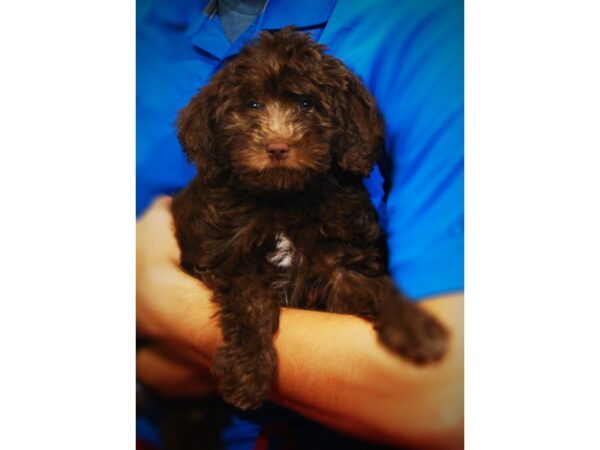 Mini Labradoodle-DOG-Female-Chocolate-17285-Petland Iowa City, Iowa