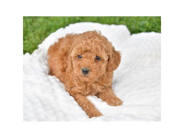 Poodle DOG Female Red 17299 Petland Iowa City, Iowa