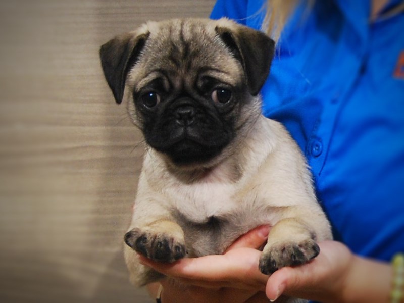 Pug Dog Female Fawn 17286