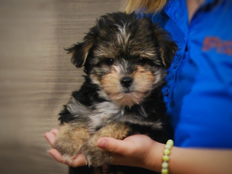 Morkie Dog Male Black/Rust 17287