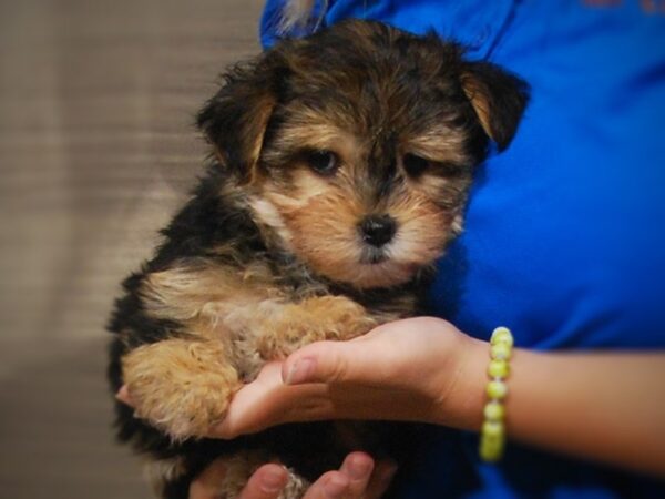 Morkie DOG Female Black/Rust 17288 Petland Iowa City, Iowa