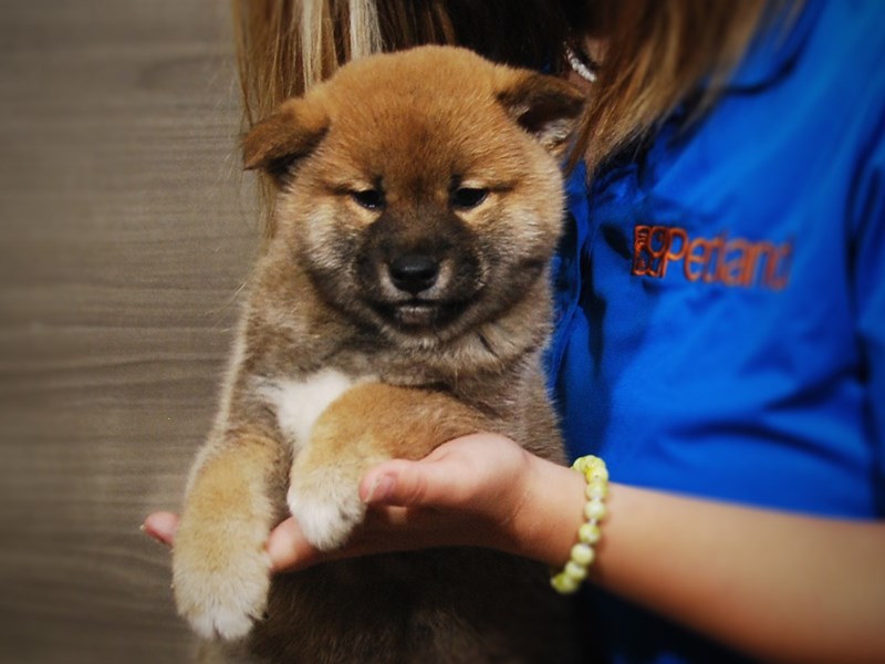 Shiba Inu Dog Male Red/White 17289