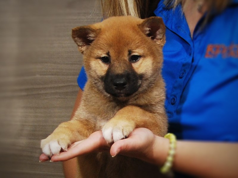 Shiba Inu Dog Female Red/White 17290