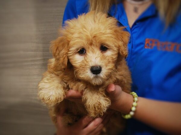 Wheaten/Poodle-DOG-Female-Apricot-17291-Petland Iowa City, Iowa