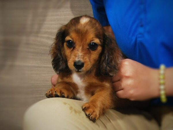 Dachshund DOG Female Red/Dapple/Sable 17293 Petland Iowa City, Iowa