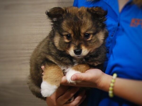 Alaskan Klee Kai/Australian Shepherd DOG Male Black/White 17294 Petland Iowa City, Iowa