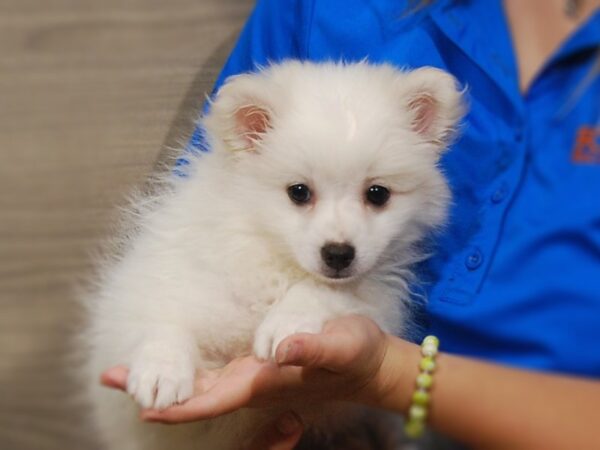 American Eskimo DOG Female White 17295 Petland Iowa City, Iowa