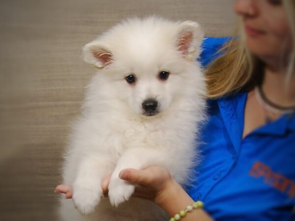 American Eskimo DOG Male White 17296 Petland Iowa City, Iowa