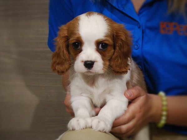 Cavalier King Charles Spaniel DOG Female Blenheim 17297 Petland Iowa City, Iowa