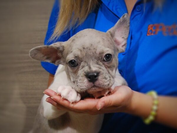 French Bulldog DOG Female Blue Merle 17298 Petland Iowa City, Iowa