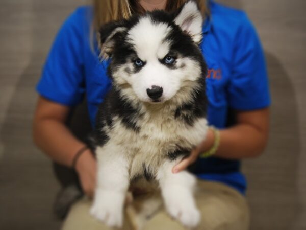 Siberian Husky DOG Female Black / White 17301 Petland Iowa City, Iowa