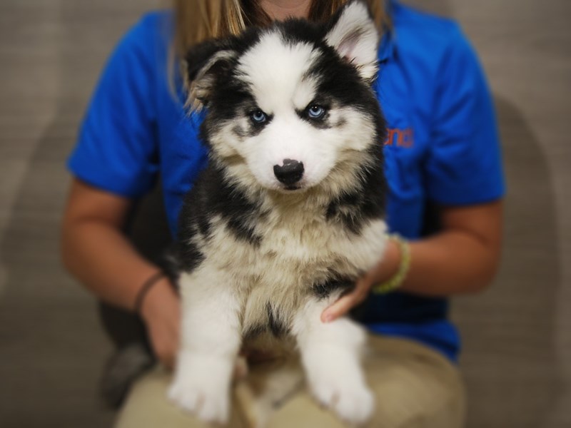 Siberian Husky Dog Female Black / White 17301