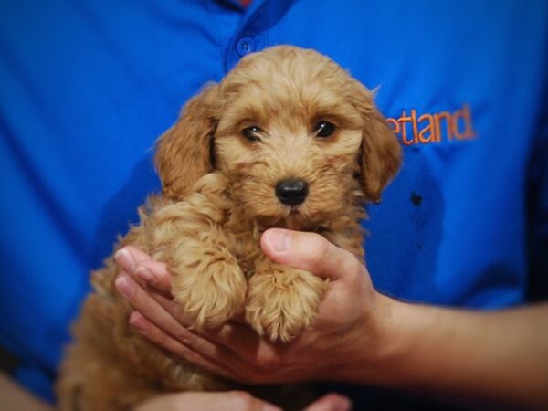 Goldendoodle Mini 2nd Gen DOG Female Apricot 17302 Petland Iowa City, Iowa